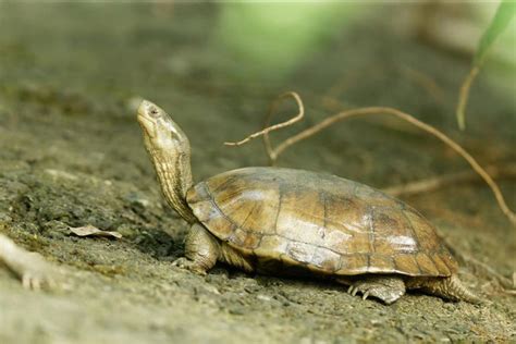 蛇龜|瀕危動物